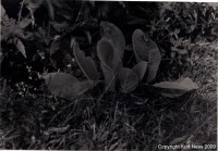 /album/photogallery/greatdepthfield-copyright-jpg/