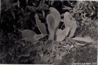 /album/photogallery/shallowdepthfield-copyright-jpg/
